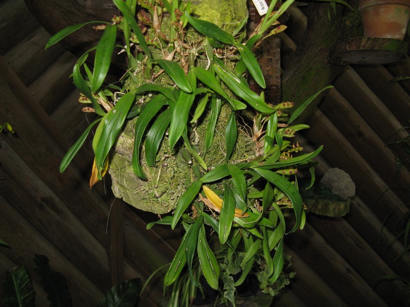 Bulbophyllum falcatum var. velutinum