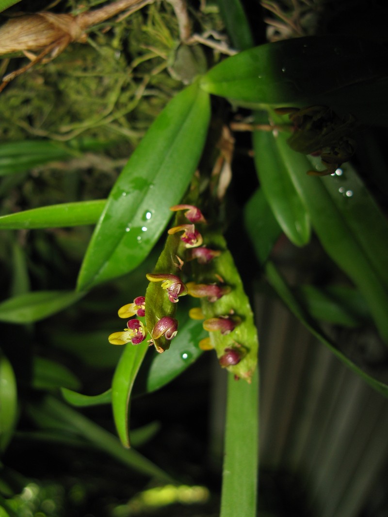 Bulbophyllum falcatum var. velutinum photo 3