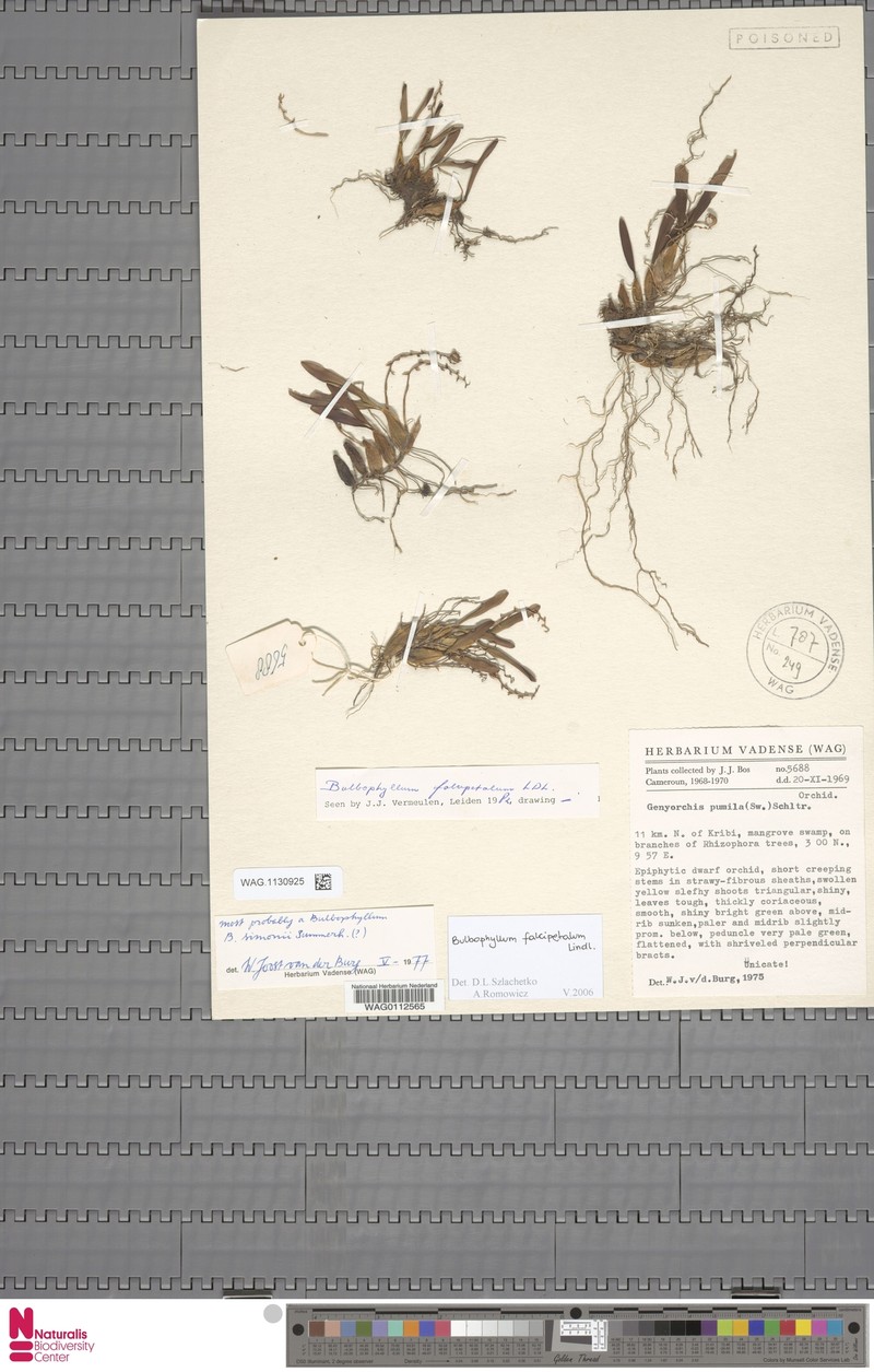 Bulbophyllum falcipetalum