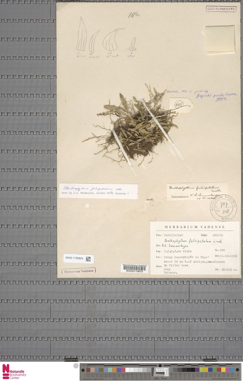 Bulbophyllum falcipetalum photo 2