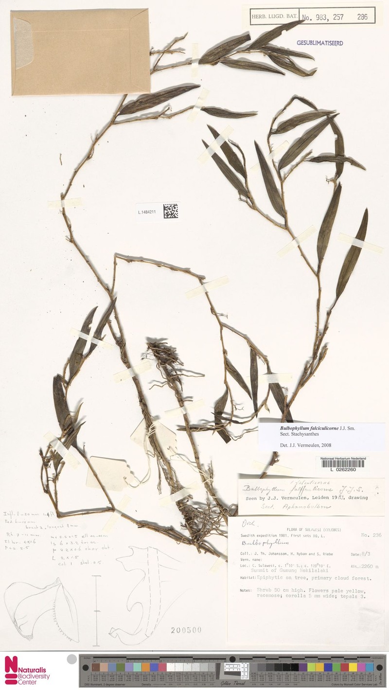 Bulbophyllum falculicorne
