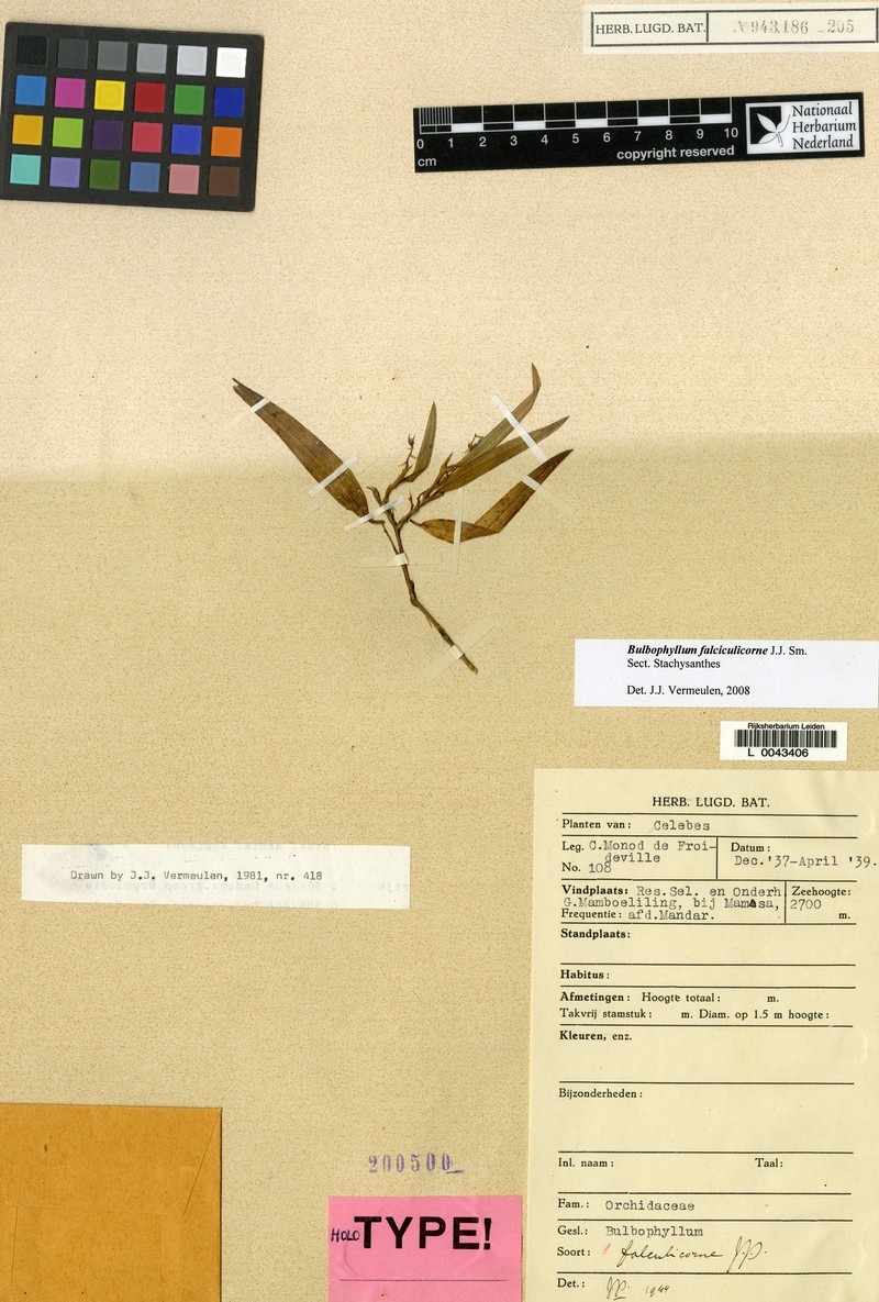 Bulbophyllum falculicorne photo 2