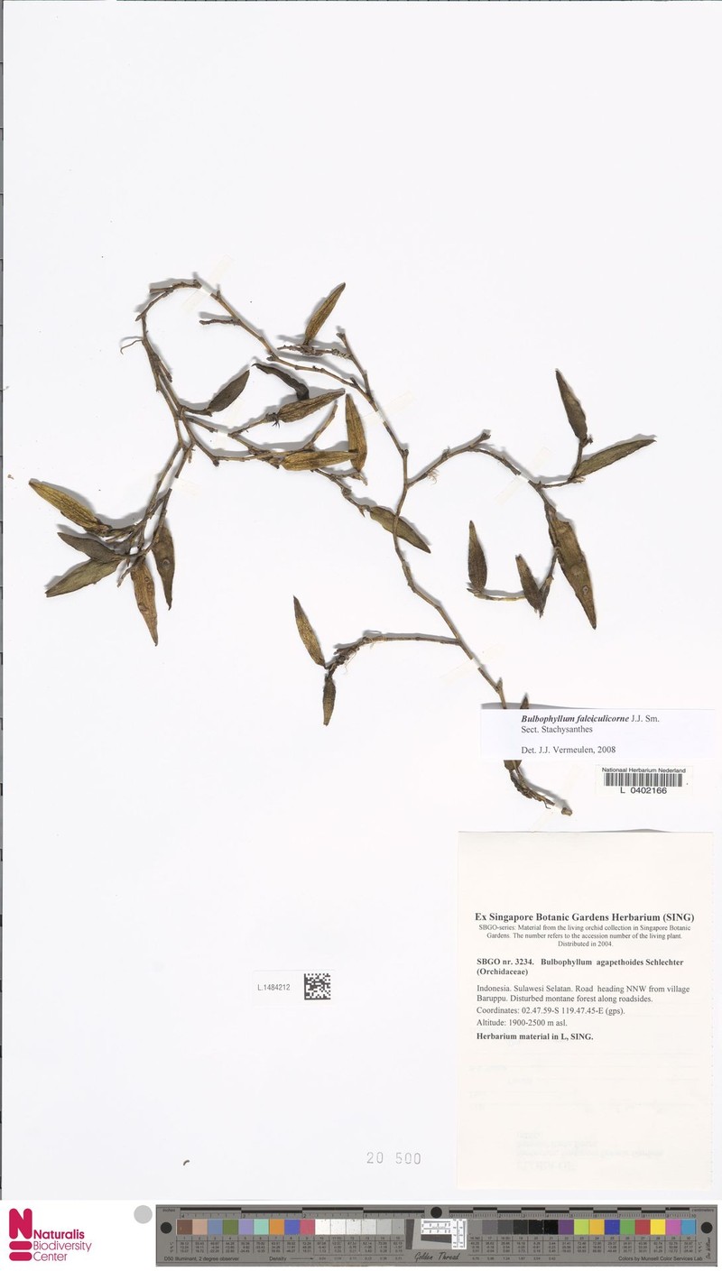 Bulbophyllum falculicorne photo 3
