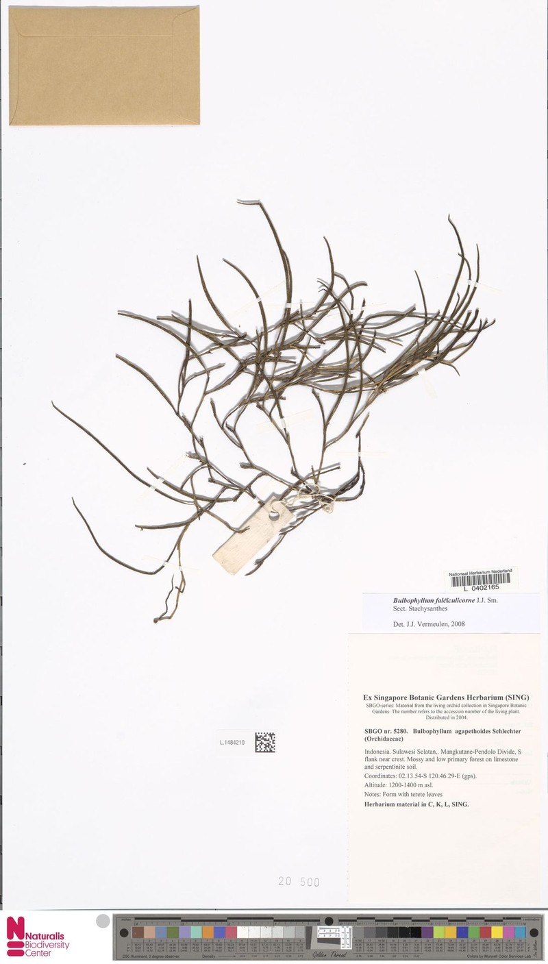 Bulbophyllum falculicorne photo 4