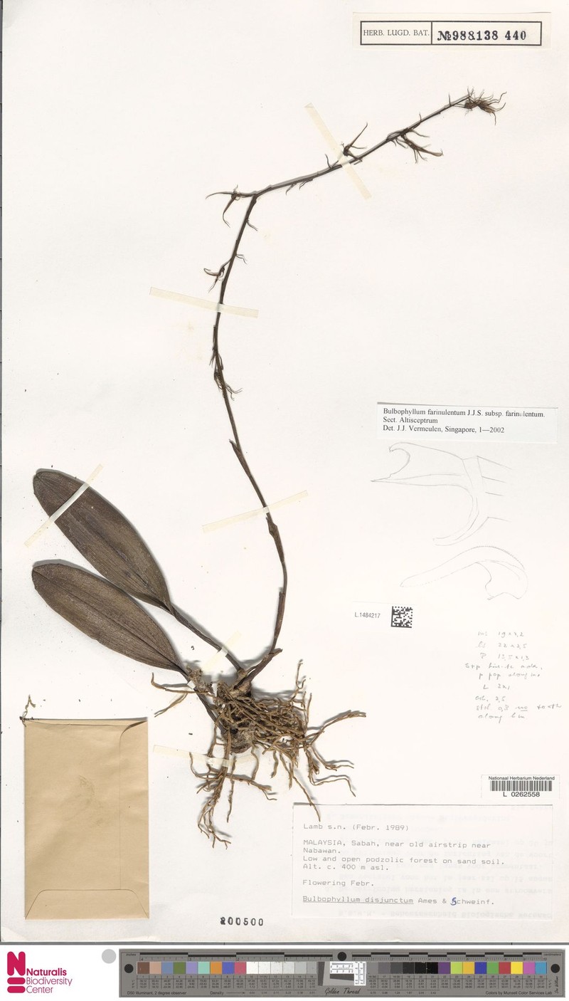 Bulbophyllum farinulentum