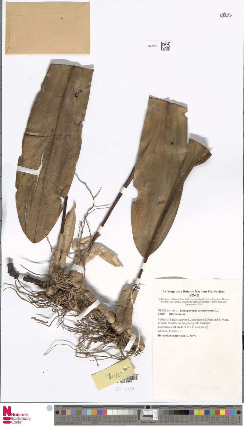 Bulbophyllum farinulentum photo 2