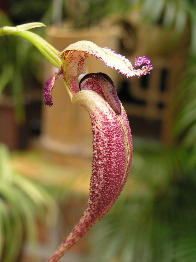 Bulbophyllum fascinator