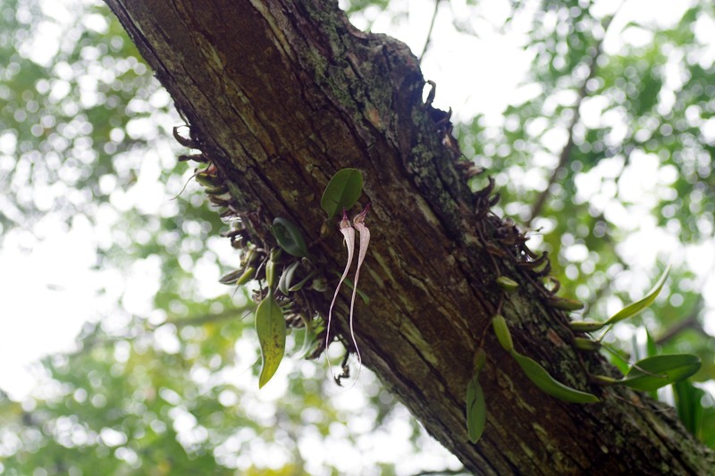 Bulbophyllum fascinator photo 3