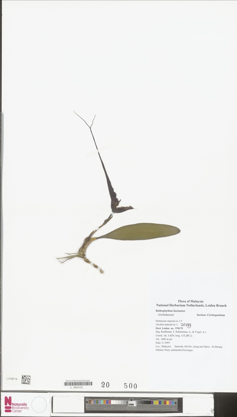 Bulbophyllum fascinator photo 4