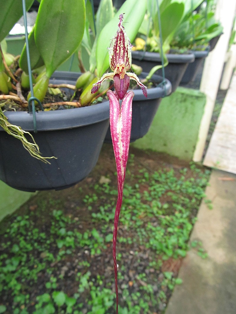 Bulbophyllum fascinator photo 5