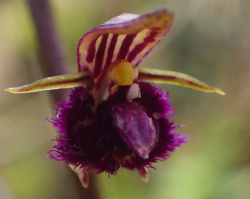 Bulbophyllum fayi