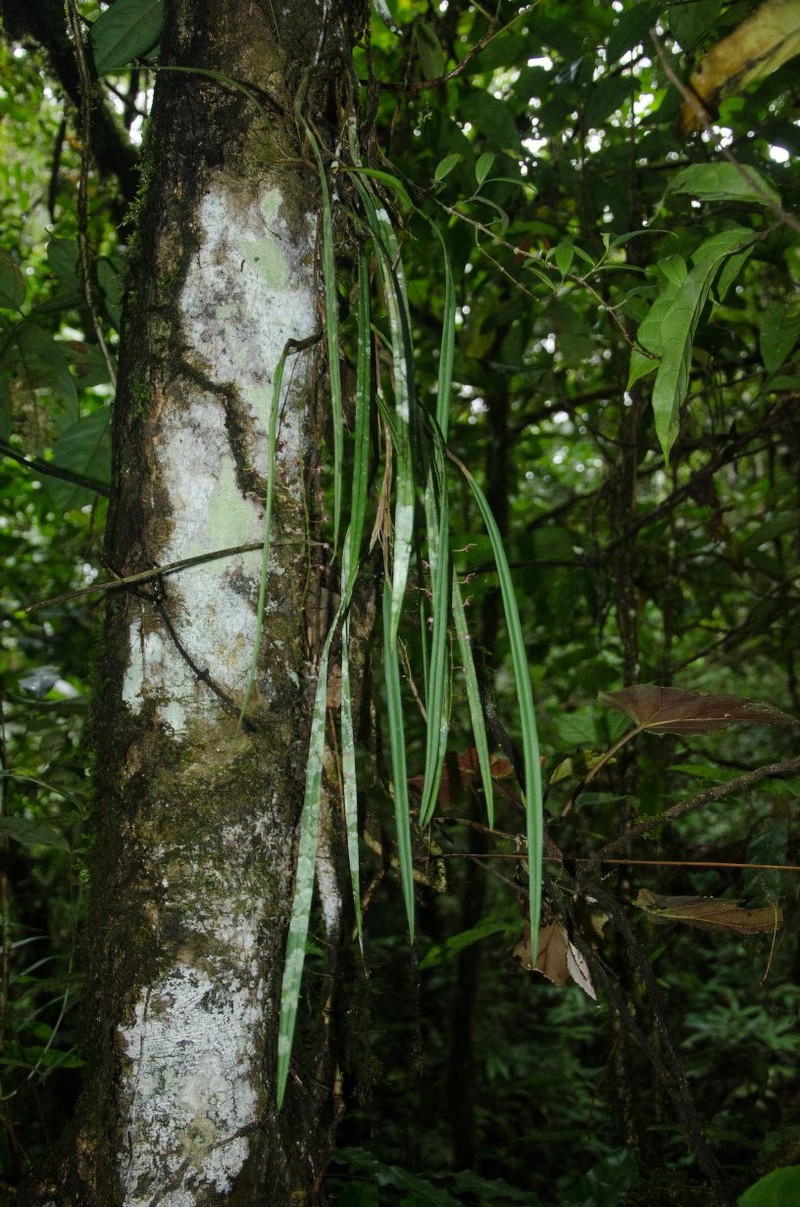Bulbophyllum fayi photo 2