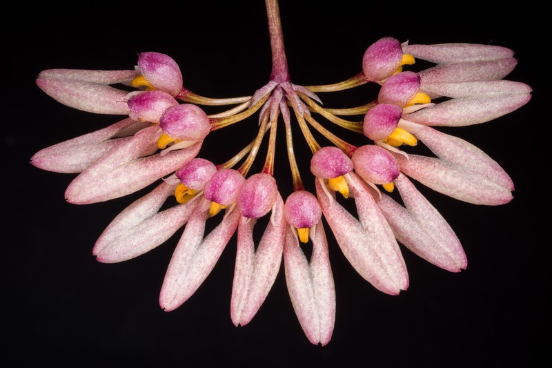 Bulbophyllum fenestratum