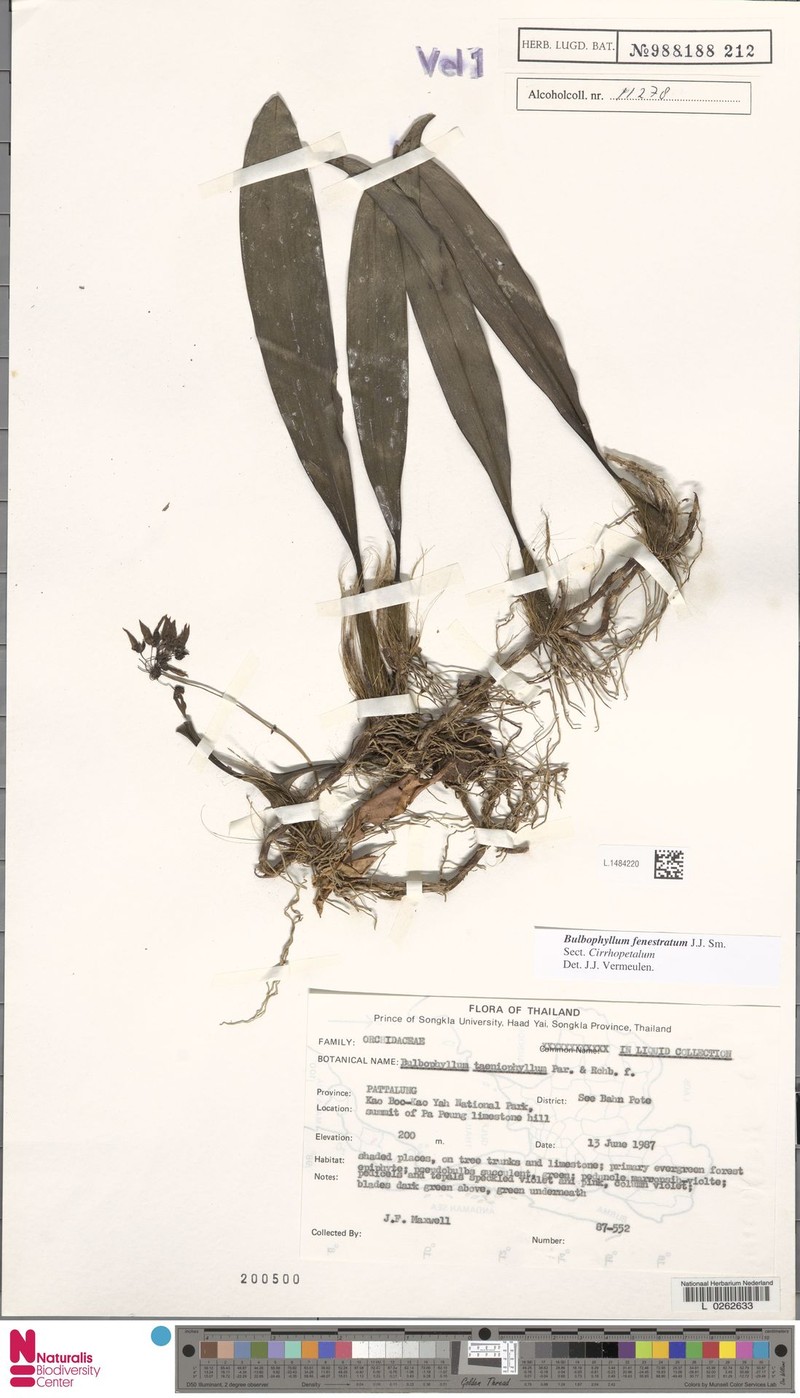 Bulbophyllum fenestratum photo 2