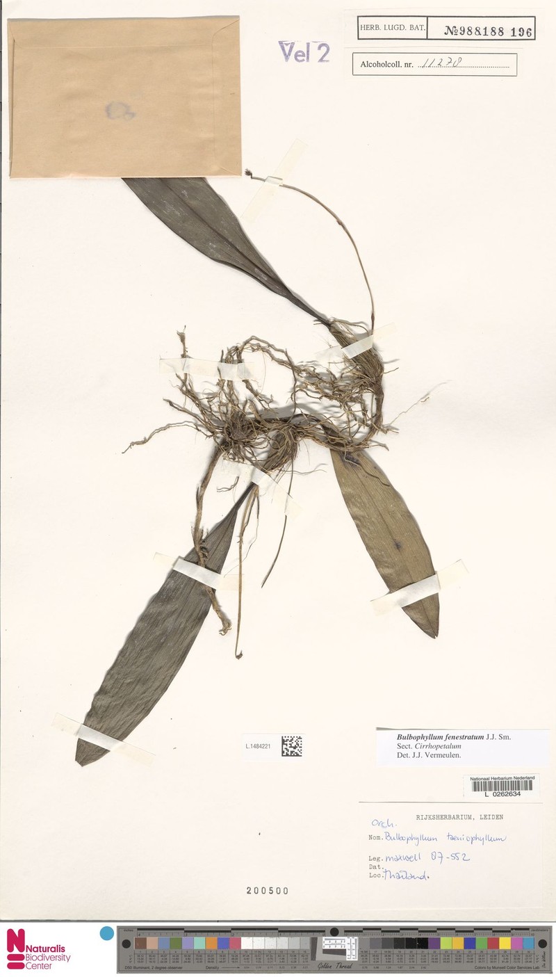 Bulbophyllum fenestratum photo 3