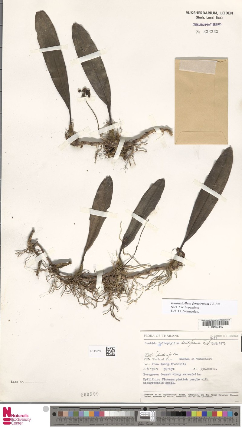 Bulbophyllum fenestratum photo 4