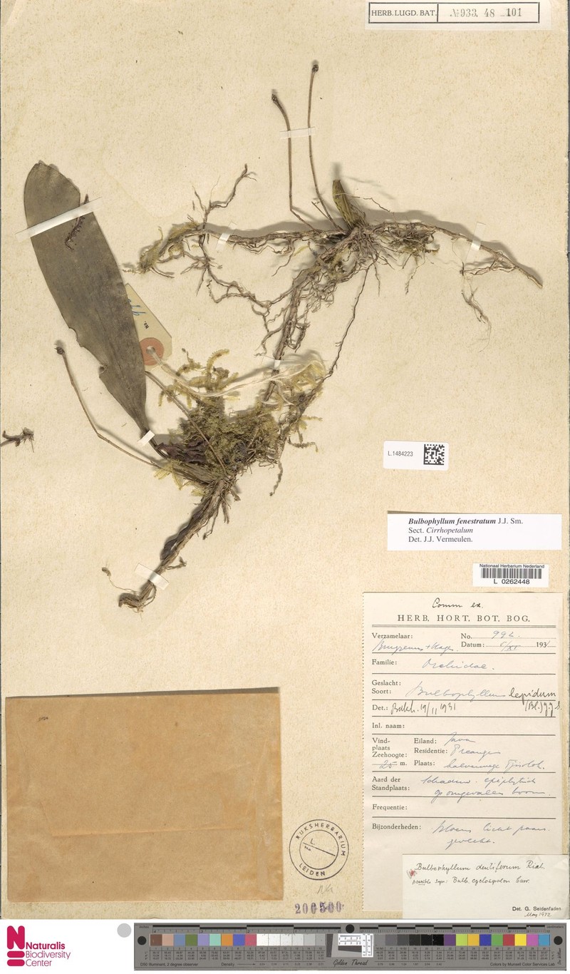 Bulbophyllum fenestratum photo 5