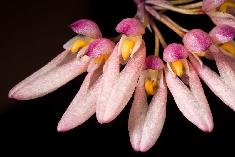 Bulbophyllum fenestratum photo 6