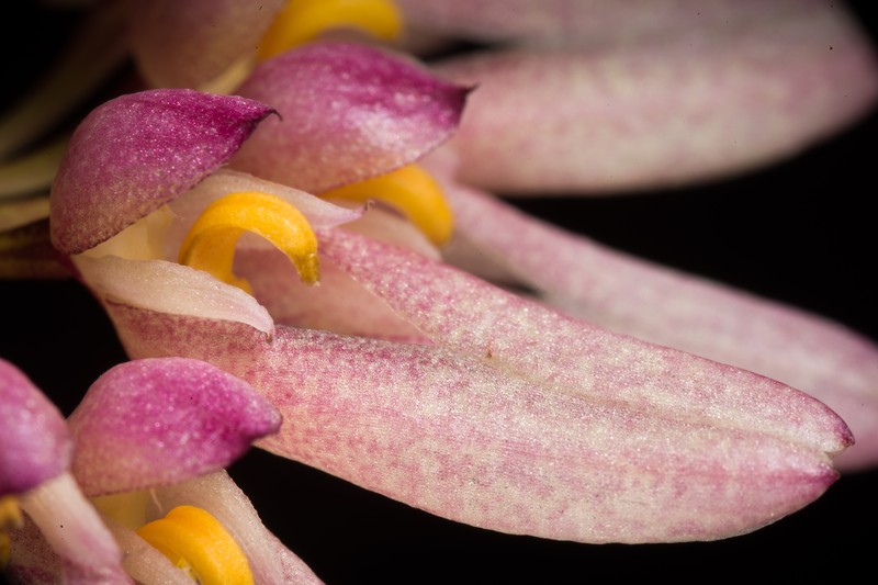 Bulbophyllum fenestratum photo 7