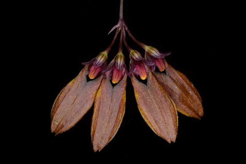 Bulbophyllum fibratum