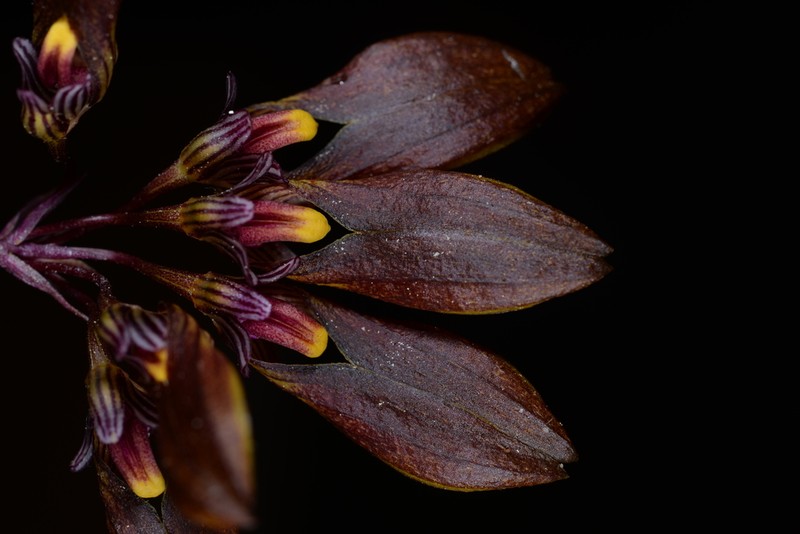 Bulbophyllum fibratum photo 2