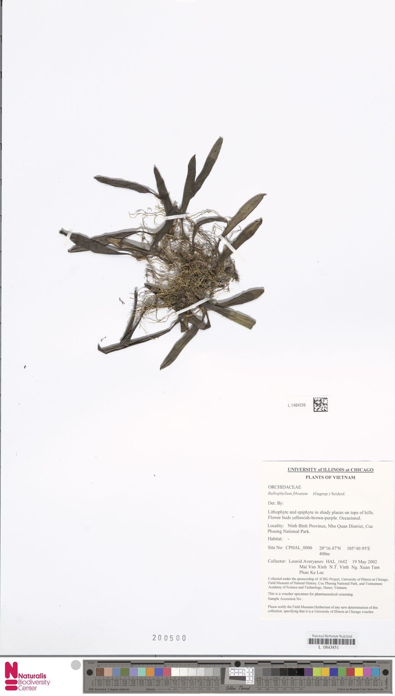 Bulbophyllum fibratum photo 4