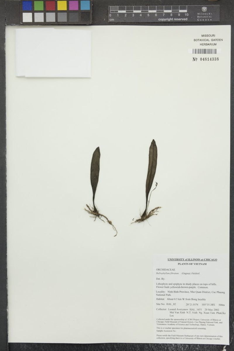 Bulbophyllum fibratum photo 5