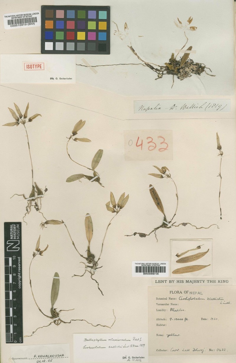 Bulbophyllum fibratum photo 6