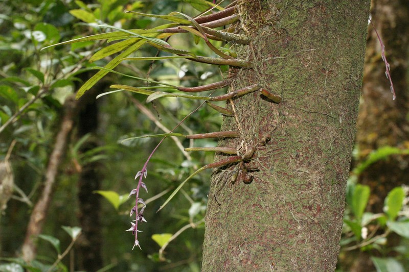 Bulbophyllum fierenanaense