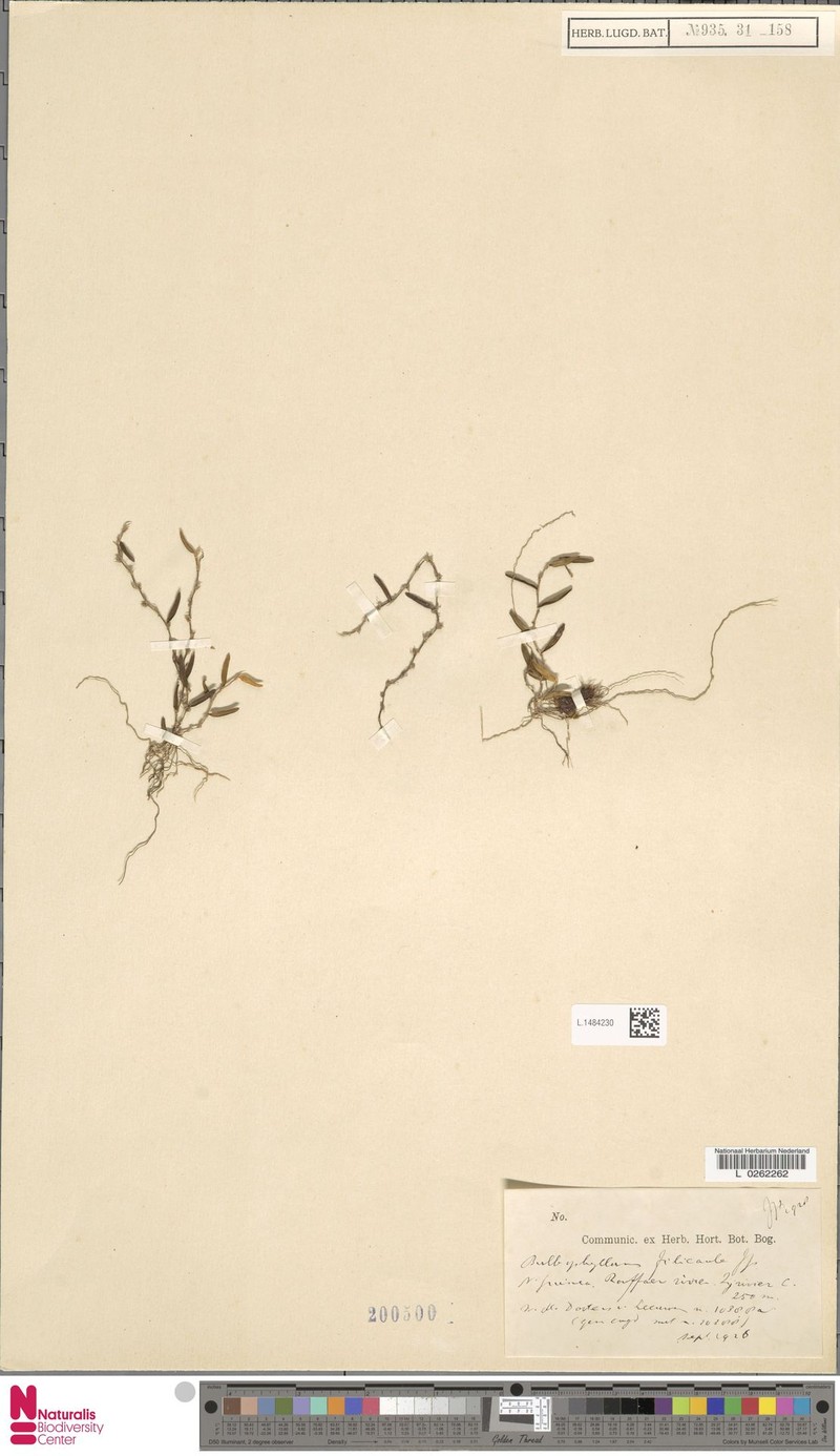 Bulbophyllum filicaule