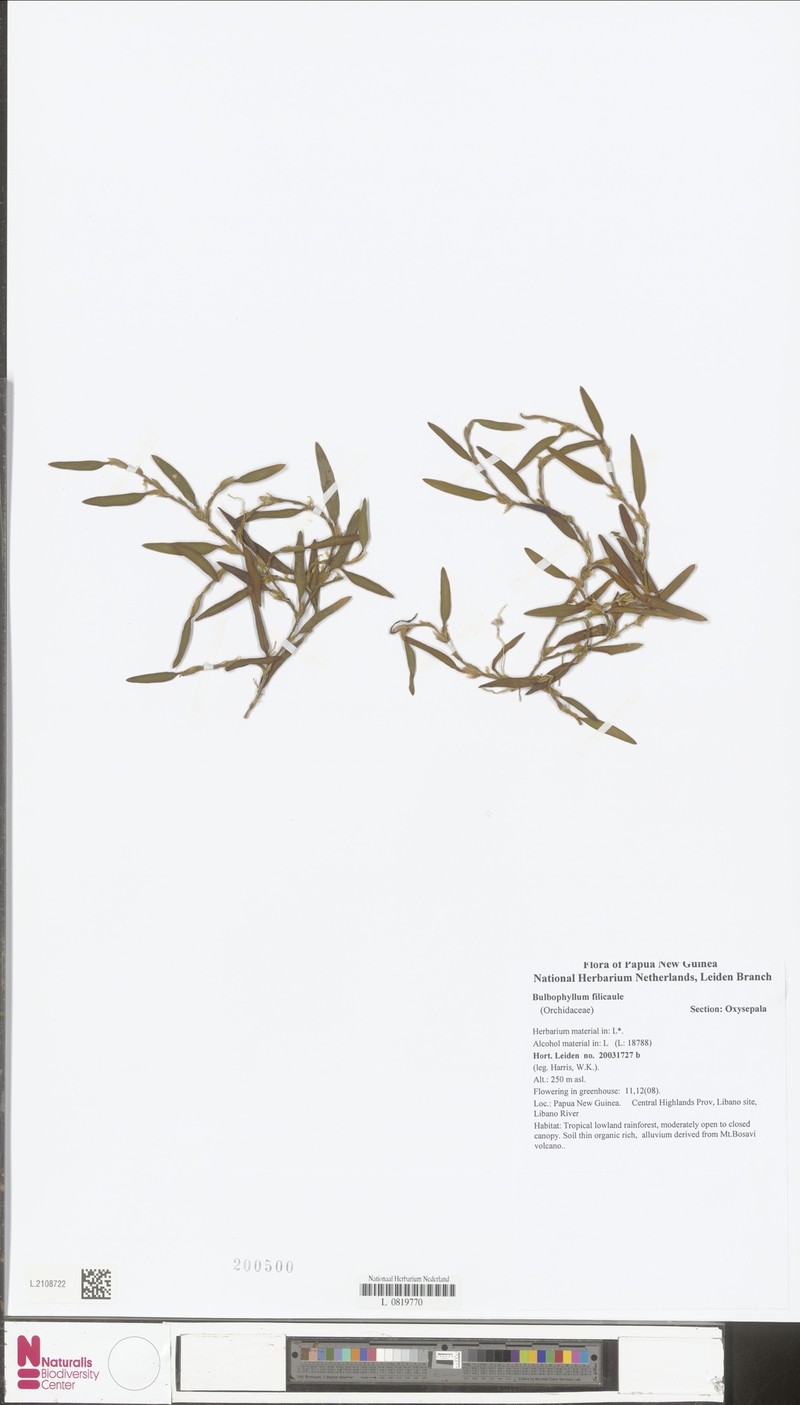 Bulbophyllum filicaule photo 3