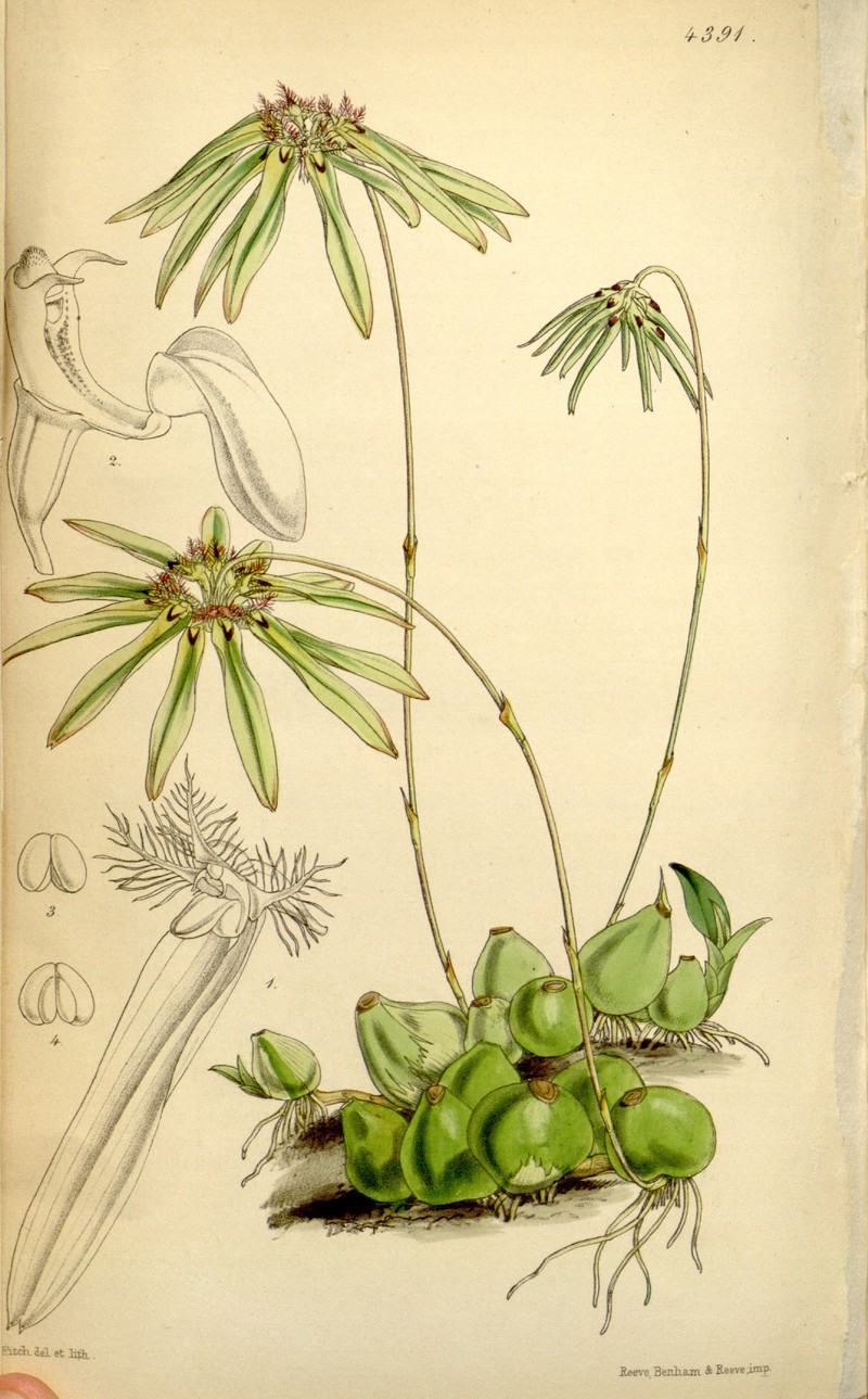 Bulbophyllum fimbriatum