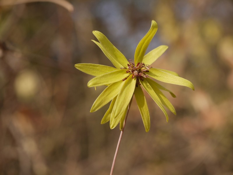 Bulbophyllum fimbriatum photo 2