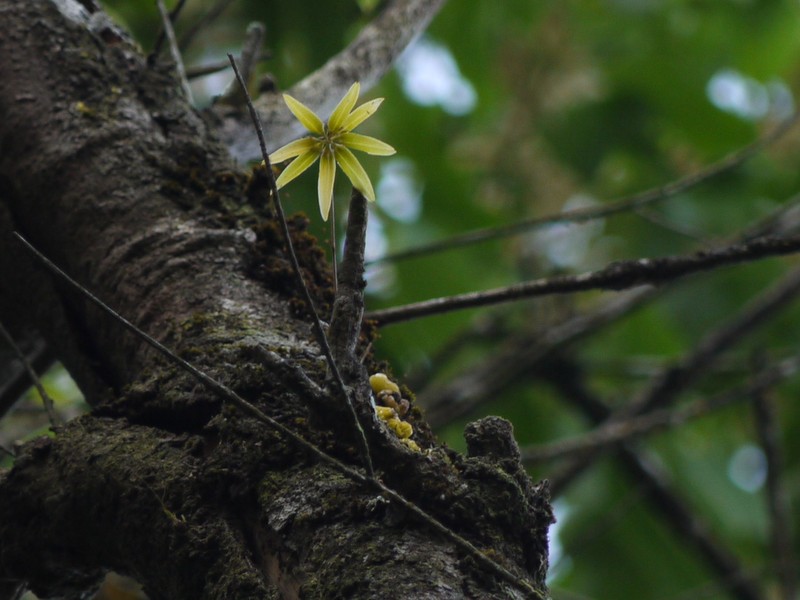 Bulbophyllum fimbriatum photo 3