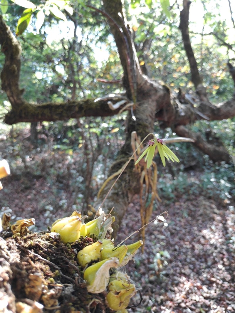 Bulbophyllum fimbriatum photo 4