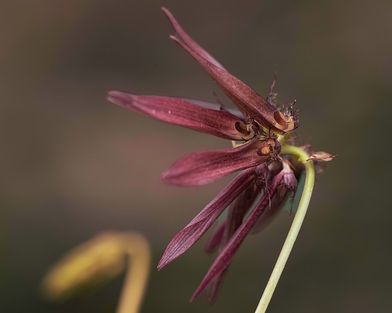 Bulbophyllum fimbriatum photo 5