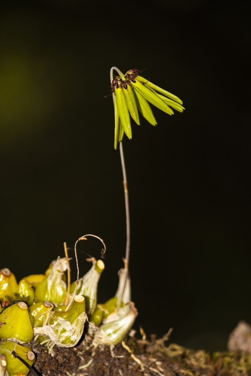 Bulbophyllum fimbriatum photo 6