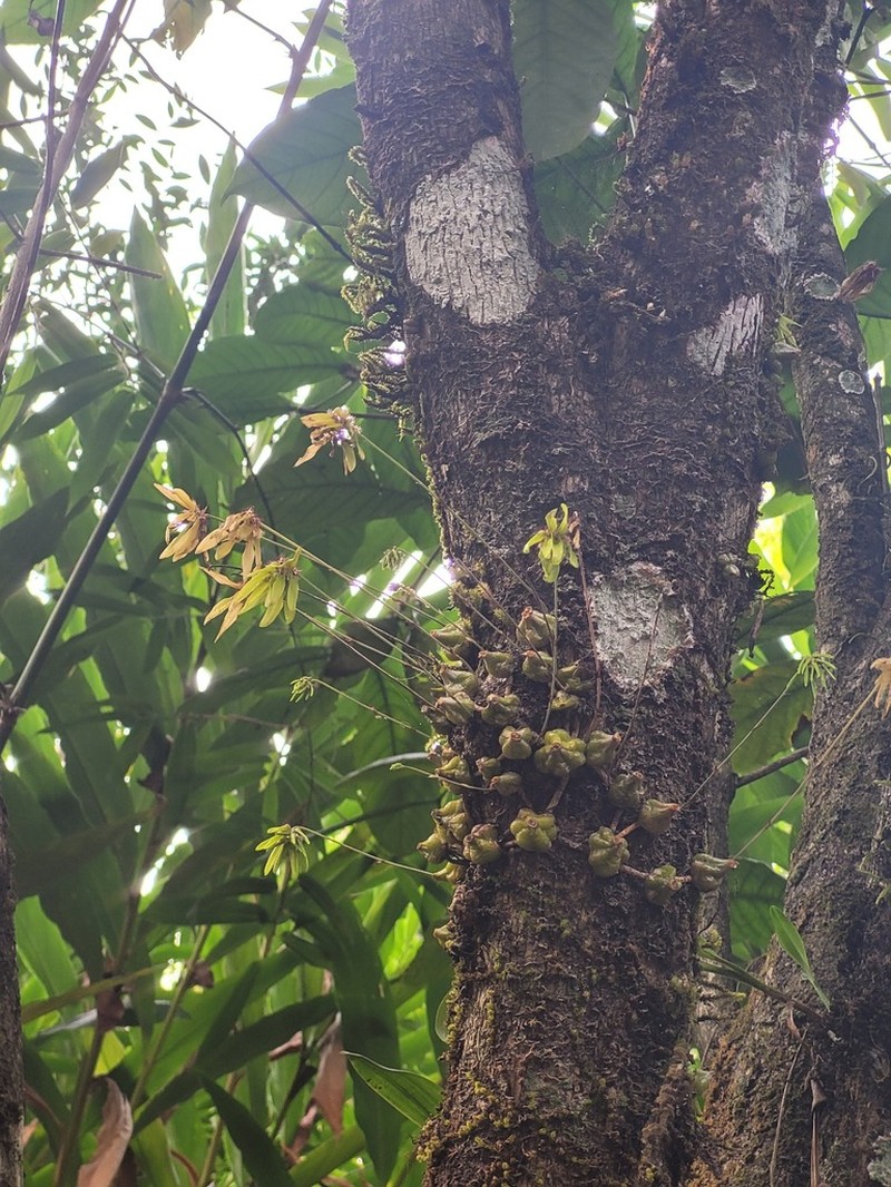 Bulbophyllum fimbriatum photo 7