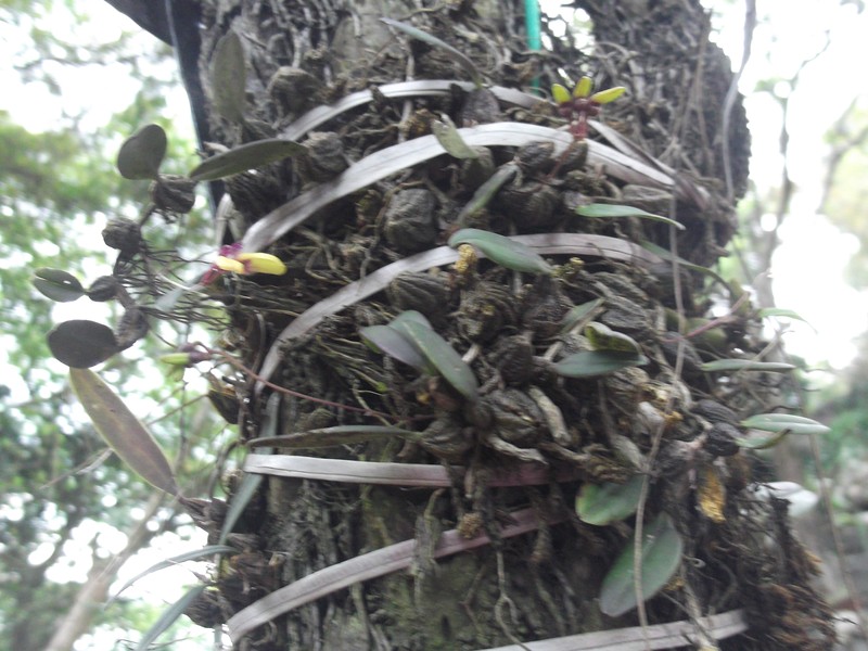 Bulbophyllum fischeri