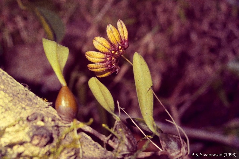 Bulbophyllum fischeri photo 2
