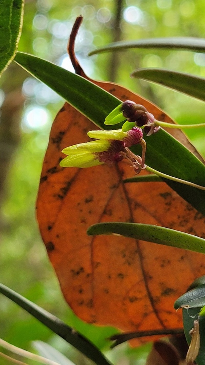 Bulbophyllum fischeri photo 3