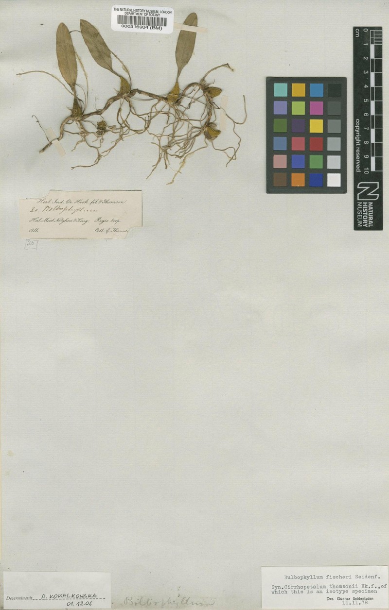 Bulbophyllum fischeri photo 4