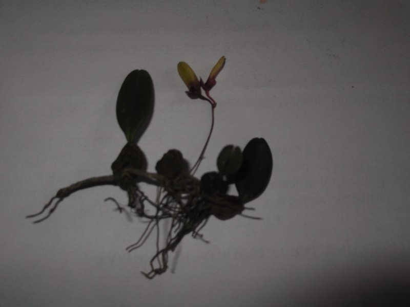 Bulbophyllum fischeri photo 5