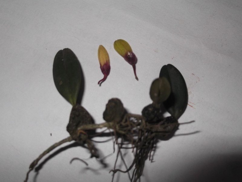 Bulbophyllum fischeri photo 6