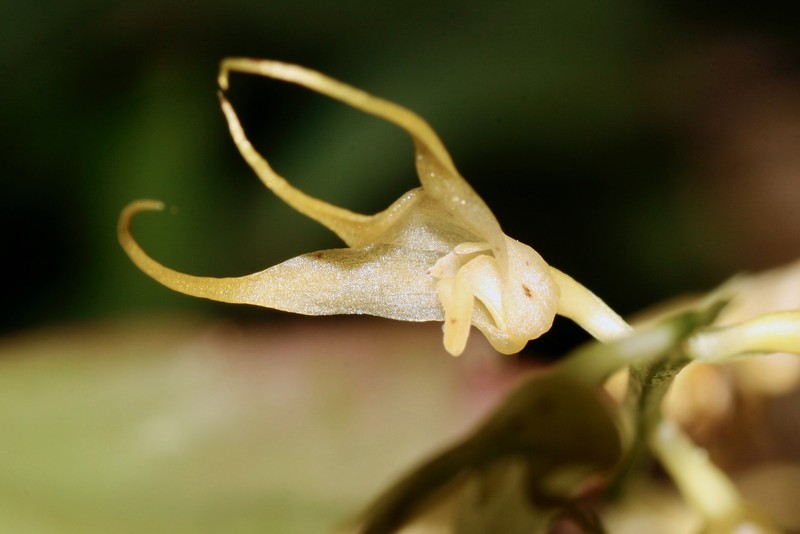 Bulbophyllum flavescens