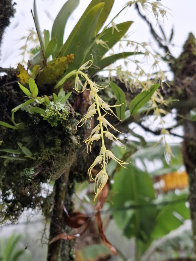 Bulbophyllum flavescens photo 2