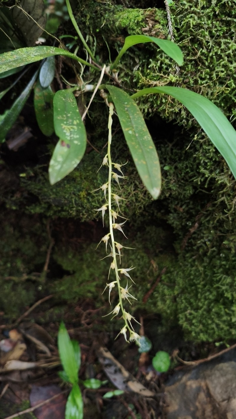Bulbophyllum flavescens photo 3