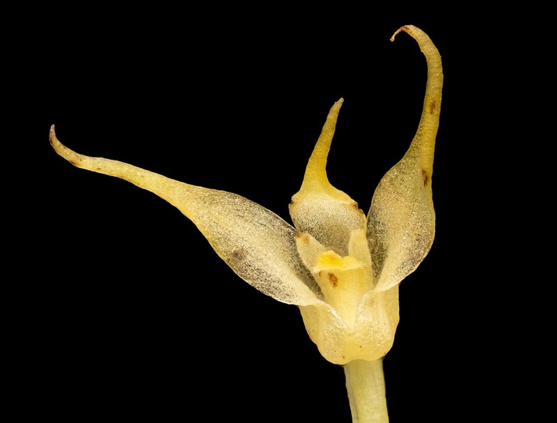 Bulbophyllum flavescens photo 4