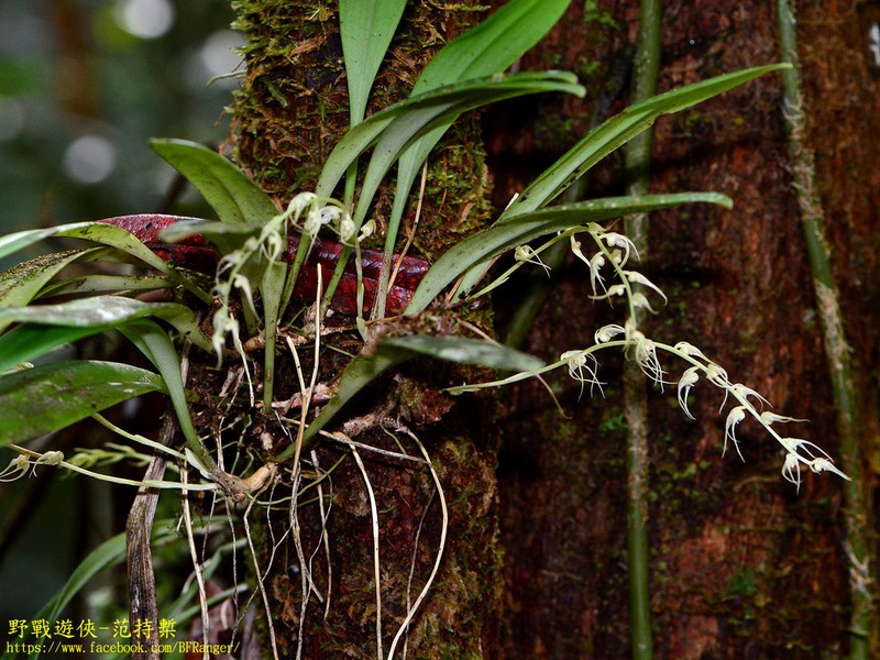Bulbophyllum flavescens photo 5