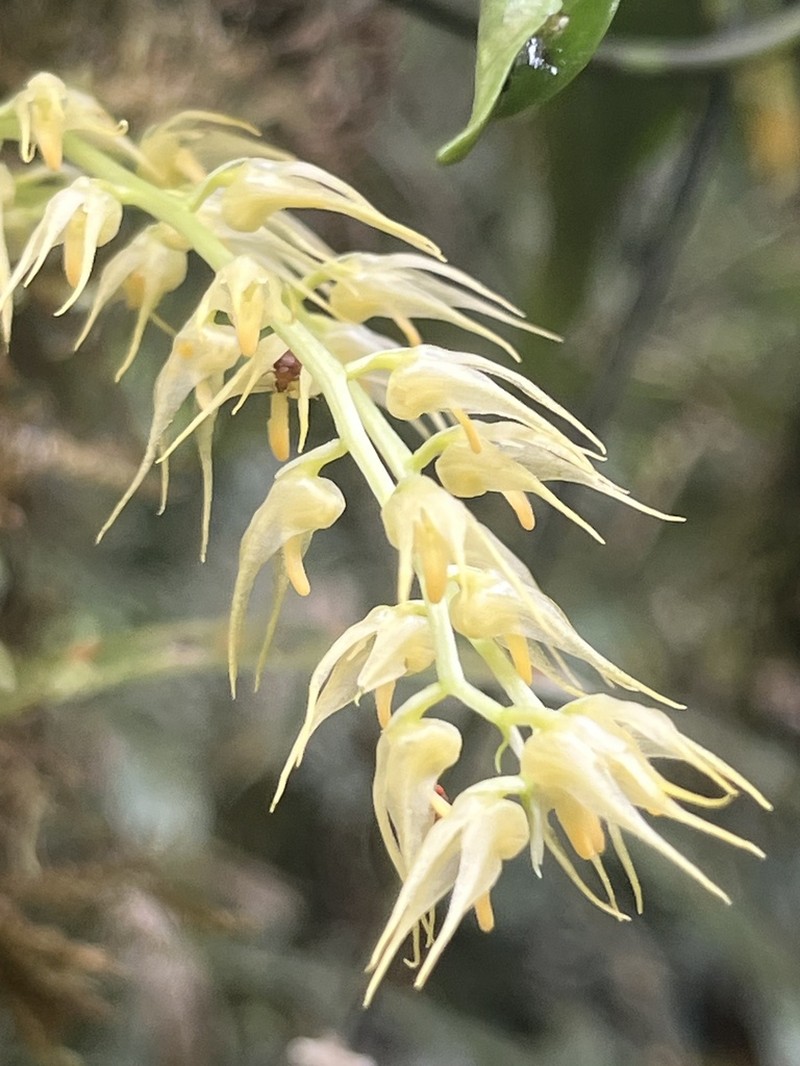 Bulbophyllum flavescens photo 6